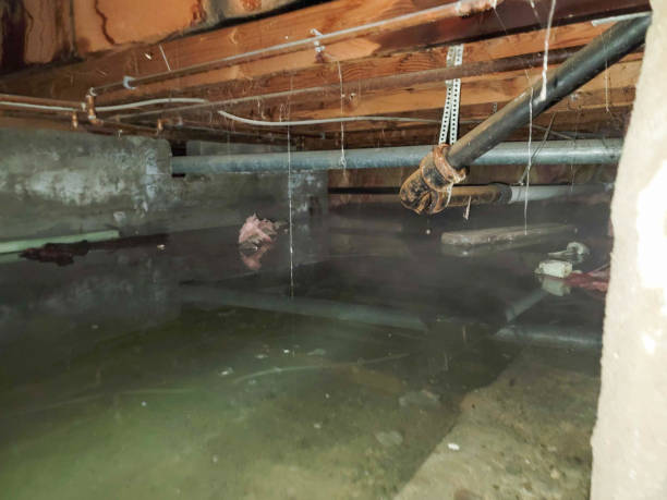 Best Sewage cleanup and water damage restoration  in Flatwoods, KY
