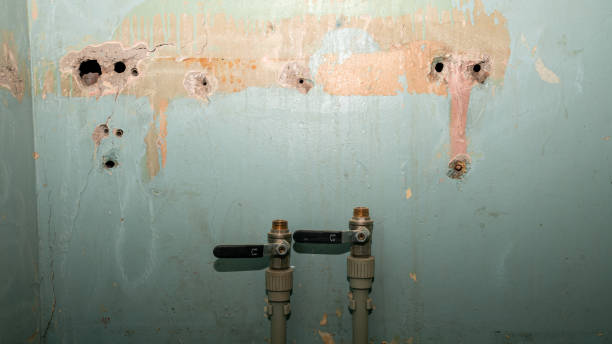 Best Mold removal after water damage  in Flatwoods, KY